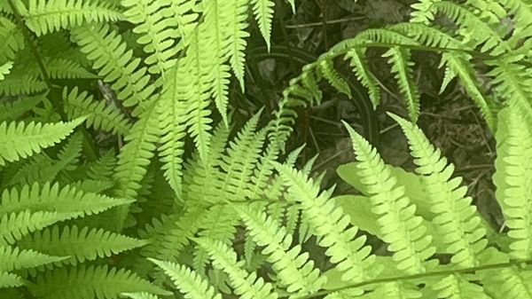 Fern Leaves