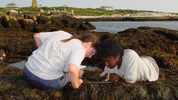 Shoals intertidal with Star Island in the background