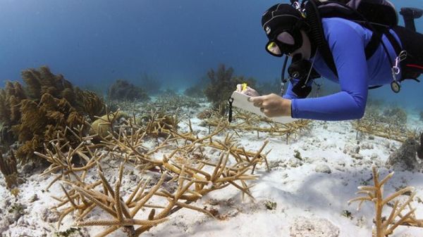 A conservation diver recording observations of a coral reef.