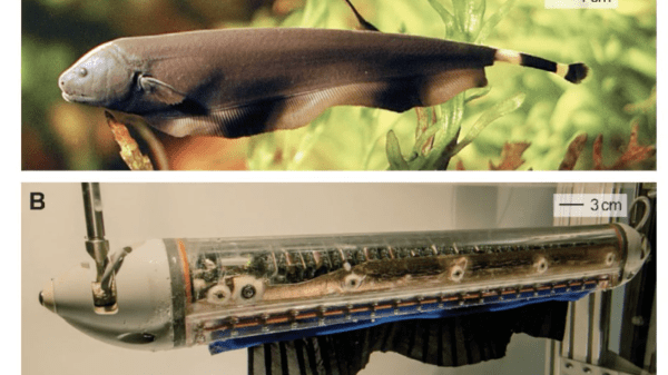 Bio-inspired Fish Robotics