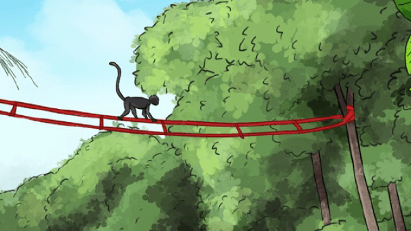A primate uses a canopy bridge to safely cross a street. 