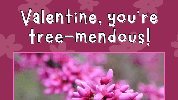  Square card with pink background that reads "Valentine, you're tree-mendous" with a photo of an Eastern Redbud Tree