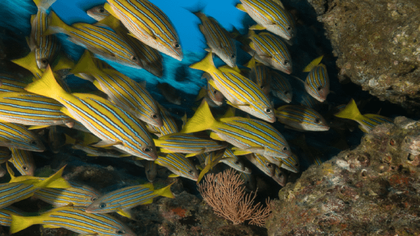 A school of fish swimming in the ocean 