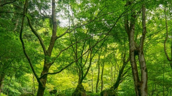 Moss covered rocks among tall leafy trees