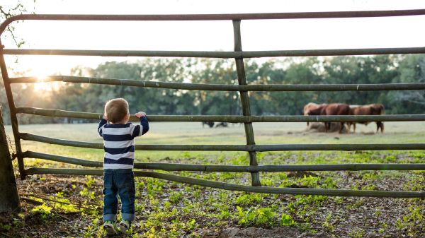 A young boy holding onto a fence and staring out at some horses