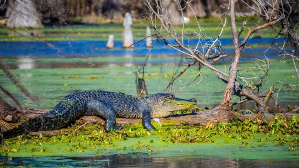 An alligator rests on a log in a pond