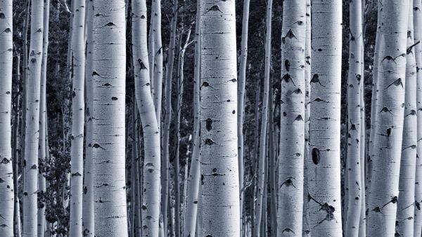 Photo of many aspen trees