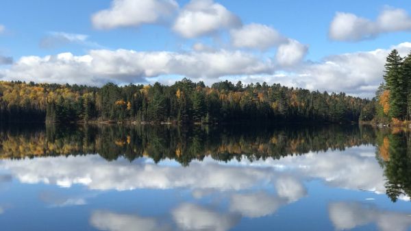 A boreal forest by a river on a partly cloudy day