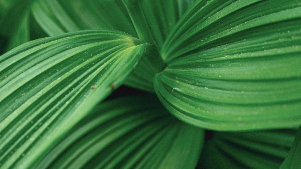 Close-Up Photograph of Green Leaves