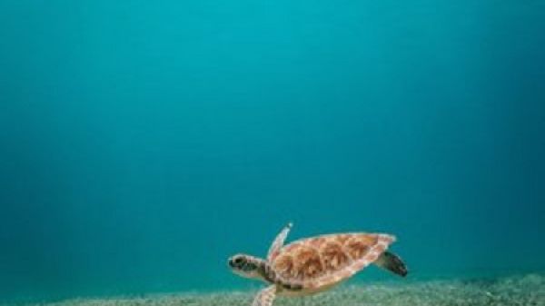 A sea turtle swims above some light green coral