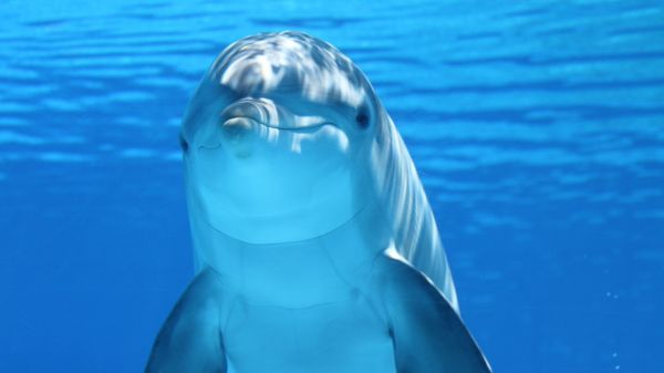 Dolphin Image