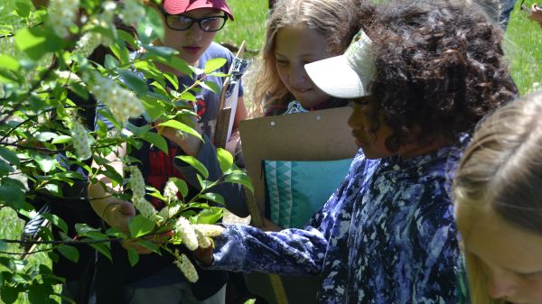 Three students examine cherry blossoms with their eyes and hands on a sunny spring day while holding their clipboards and journals.