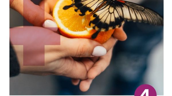 Photo of a butterfly on a sliced orange