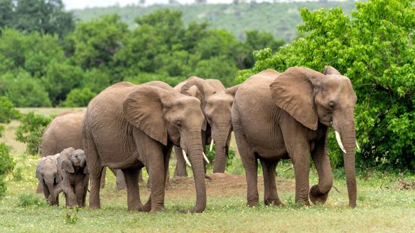 A herd of elephants standing close together in a forest clearing