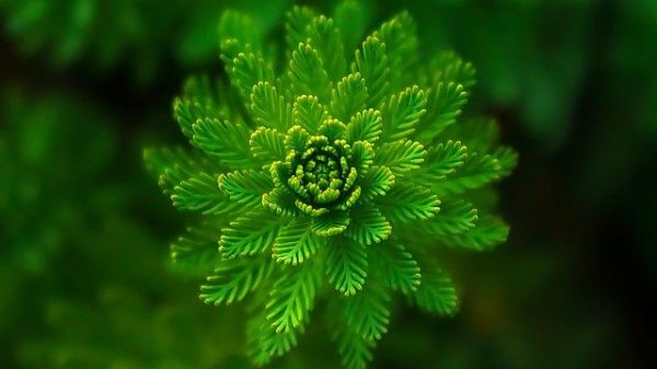 Photo of a close-up fern leaf