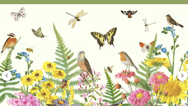 Colorful image of native plants, birds, bees and biodiversity.