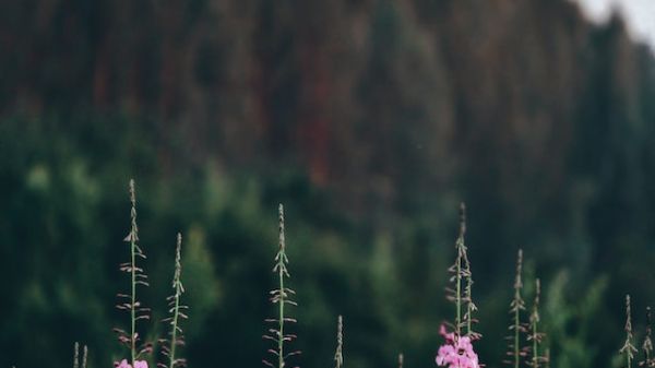 A small stand of pink fireweed flowers against a hilly spruce forest