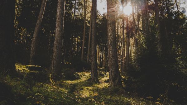 Photo of a forest with sunlight streaming through the trees