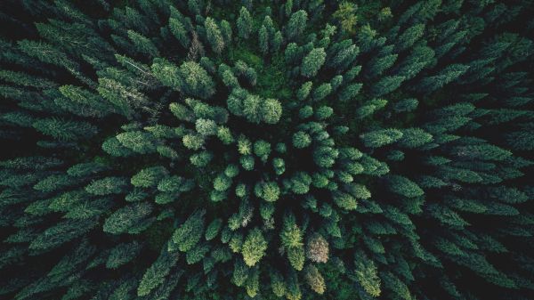 Aerial top view green forest and green trees