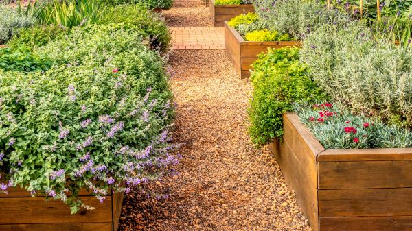 Raised beds in an urban garden growing plants herbs spices and vegetables