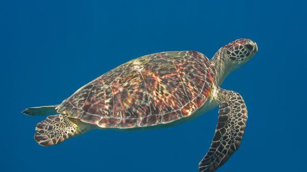 Green sea turtle swimming in blue ocean