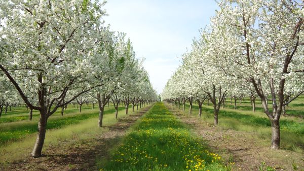 Image displays 2 rows of flowering cherry trees receding in to the distance