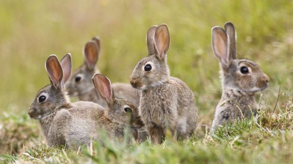 A group of rabbits amongst grass