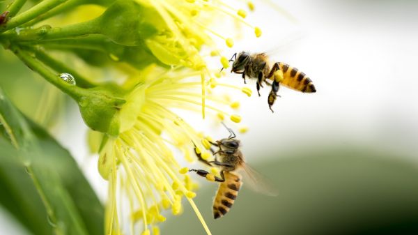 Honeybees on flower