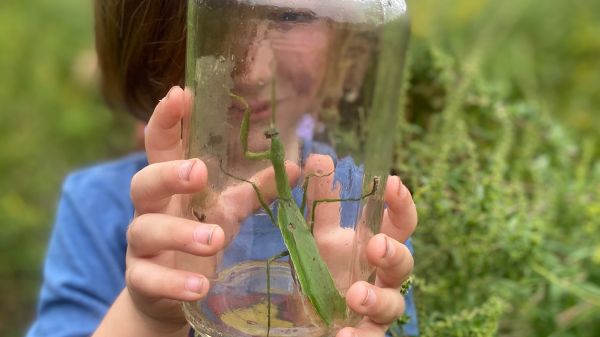 Photo of a young child holding a praying mantis in a glass jar