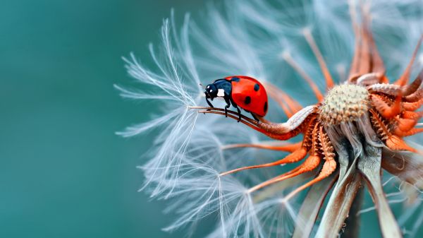 Ladybug crawls on a dandelion seed