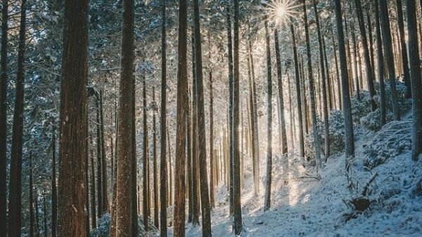 Landscape photo of a wintry forest
