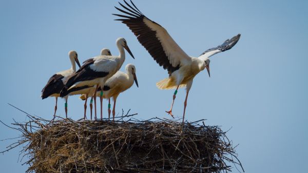 Birds on a nest getting ready to fly