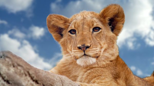 Photo of a lion cub