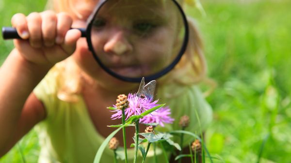 A little girl holds a magnifying glass up to look at butterflies on flowers
