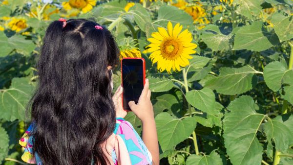 Little girl takes a photo of a sunflower using her phone