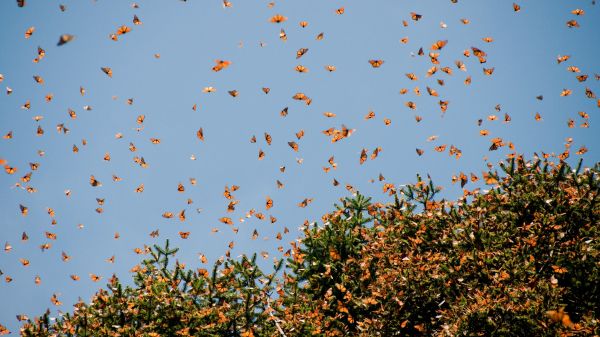 Group of monarch butterflies flying around