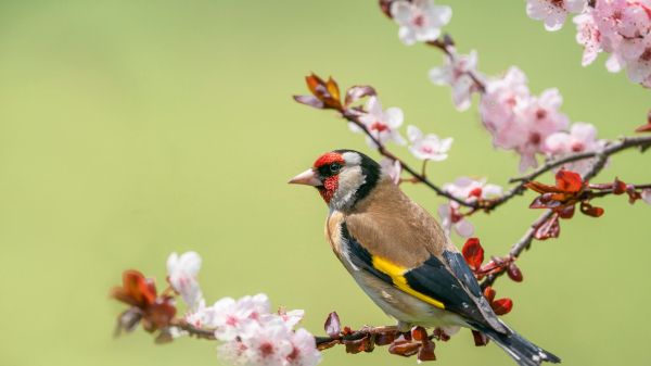 Finch with red, yellow, black, brown patches sits on branch with red and pink flowers.