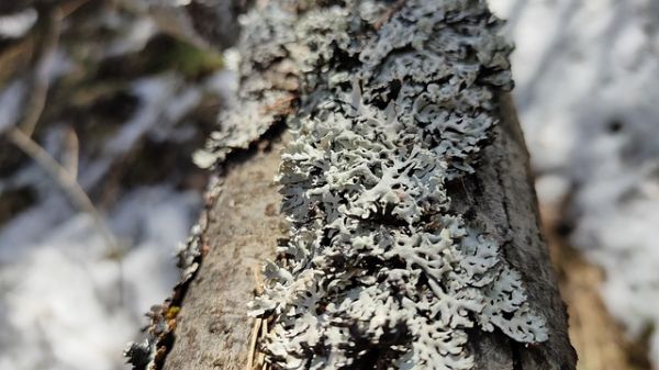 Close up of pale lichen on a fallen log