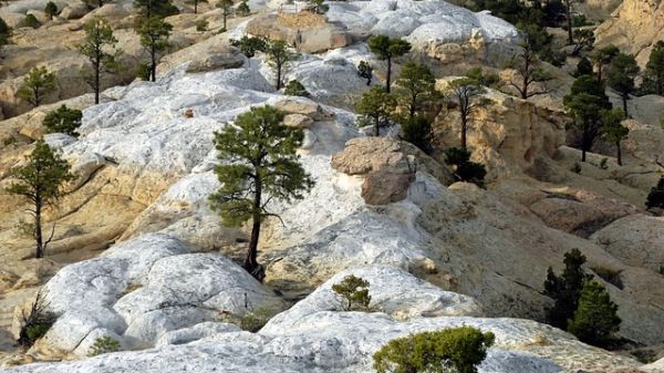 Landscape photo of evergreen trees interspersed between yellow and white rocks