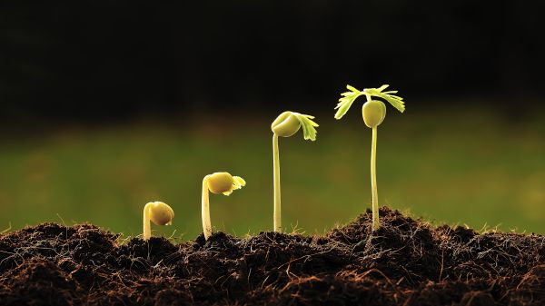 Seeds sprouting from soil