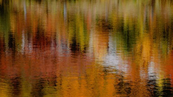 Watery reflection of fall foliage