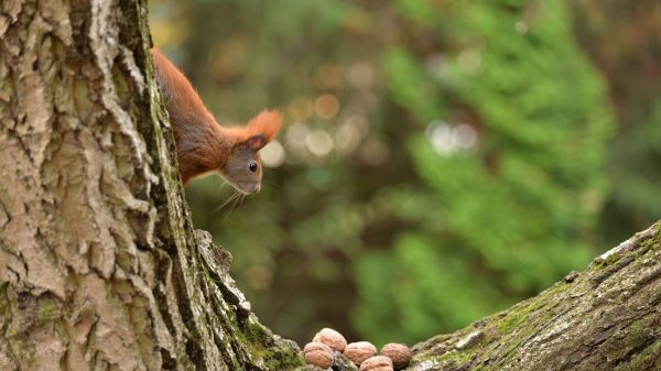A squirrel checking on a group of acorns on a tree