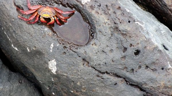 A single red crab on a small tide pool