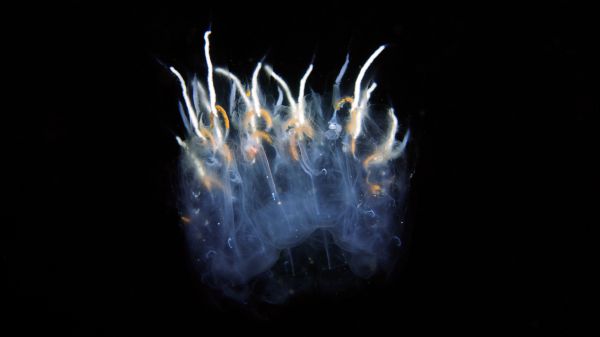 Salp in deep ocean.