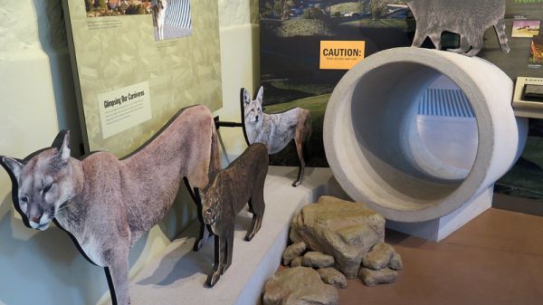 Exhibit of mountain lion, coyote, and bobcat, next to a cement tunnel, and green interpretive panels