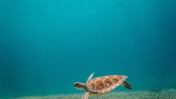 Green sea turtle swimming 