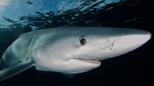 white Shark Swimming