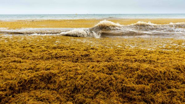 burnt yellow sargassum on beach and in water