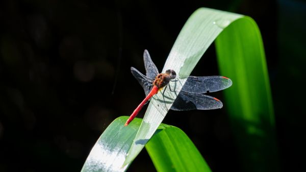Dragonfly on a plant. Black background.