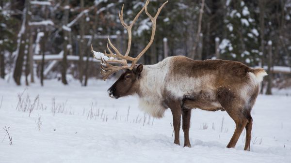 Caribou standing in snow